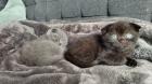 Süße Kitten m und w suchen ein neues Zuhause