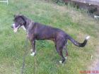 Bernersen. /Hovawart/Span. Windhund Mix Hündin