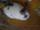 Zwergkaninchen und Zubehör zu verkaufen