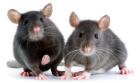 Suche Bezugsquelle für Futternager.