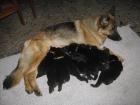 Deutsche Schäferhundwelpen mit roten SV Papieren