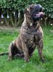 Bullmastiff Deckrüde