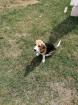 Beagle zu verkaufen mit Zubehör