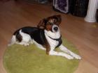 Ein langbeiniger Jack Russell Terrier sucht Hündin zum decken