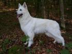 Weißer Schäferhund Deckrüde