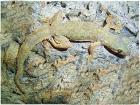 Hausgeckos Stück 7Euro
