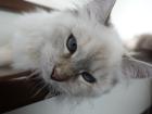 Suche reinrassigen Deckkater mit Papieren Neva oder Sibirer NEV / SIB
