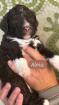 Lagotto Romagnolo