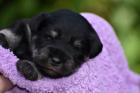 Zwergschnauzer Welpen mit Papieren