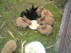 Hallo wir sind 3 Monate alte Hasenbabys