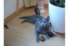 Suche Deckkater Russisch-Blau oder Kartäuser in Nähe von Greifswald
