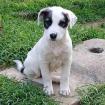 Snoopy - benötigt noch eine OP nach der Wachstumsphase