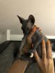 Sphynx Weibchen Mädchen