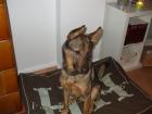 Ben Schäferhundmix sucht ein nettes neues Zuhause