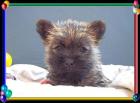 Cairn-Terrier von-der-iburg. einfach super
