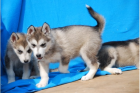 TYPVOLLE SIBERIAN HUSKY WELPEN AUS SERIÖSER HOBBYZUCHT MIT HERZ VERSTAND