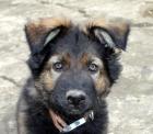 Obiwan Rüde Welpe Altdeutscher Schäferhund DDR Linien