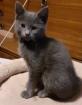 Süße blaue Kätzchen Kitten abzugeben
