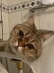 Perser mix Kater Lui
