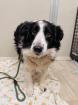 Zhavia - schüchtern lieb - Border-Collie-Mischling