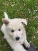 Weiße Schäferhund Welpen