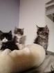 Maine coon kitten suchen