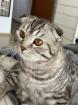 Bkh/SF Mix Kater 1 5 Jahre alt