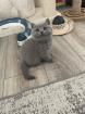Britisch kurzhaar kitten