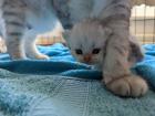 Bkh Mix Kitten abzugeben