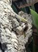 1 1 Streifenzwergtaggecko Lygodactylus kimhowelli