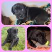 Labrador-Cane Corso Welpe
