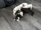 Frenchiepoo Französische Bulldogge x Toy Pudel