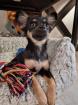 Süßer Chihuahua Welpe
