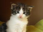 Norwegische Waldkatzen Kitten im Wildlook