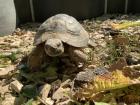 Griechische Landschildkröte / Testudo hermanni hercegovinensis / 180 Euro / Mülheim-Kärlich