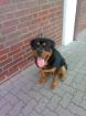 Rottweiler Rüde 16 Monate sehr schön und kräftig