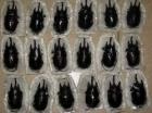 Megasona Sleeperi Megasoma Acteon Goliathus