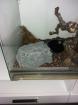 Kleine kornatter Schlange mit Terrarium zu verkaufen