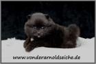 Pomeranianhündinwelpe schwarz