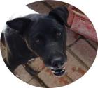 FRIDERIKA - 55 cm - TRAUMHUND IN NOT aus dem Tierschutz