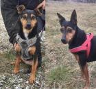 LARA LANA - 35 cm - DIE ZWEI GIBT ES NUR IM DOPPELPACK aus dem Tierschutz