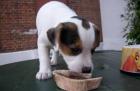 Jack Russell Terrier Welpen mit Papieren