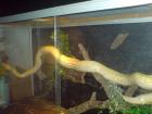 Albino-Tigerpython abzugeben