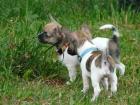 Süße Langhaar Chihuahuawelpen mit Papieren
