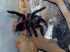 Avicularia versicolor / Caribena versicolor - Weibchen adult - mit Terrarium