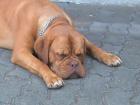 Bordeauxdoggen-Welpen Wurfankündigung Vom Aschbachtal